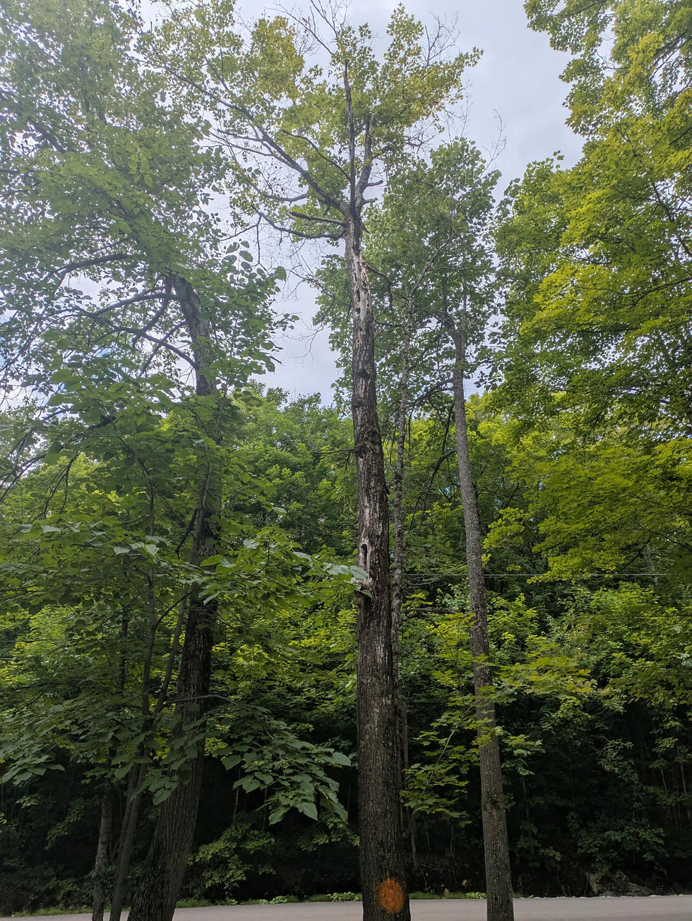 Abattage d’un arbre malade et dangereux à Saint-Jean-de-Matha.