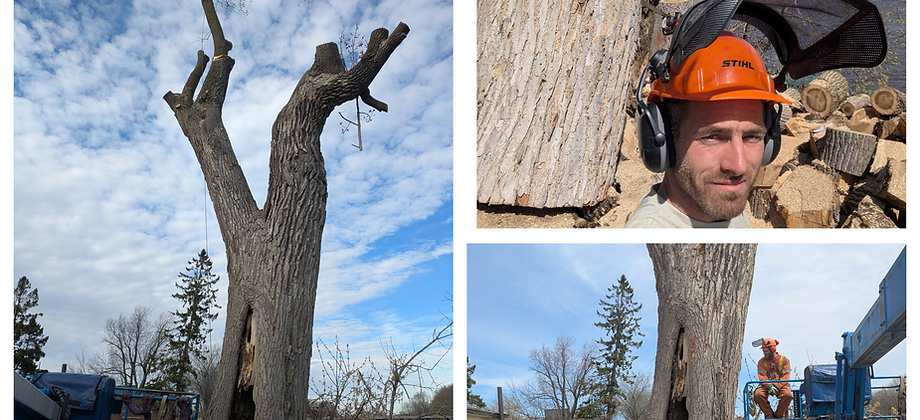 Abattage d'un arbre dangereux dans un endroit restreint