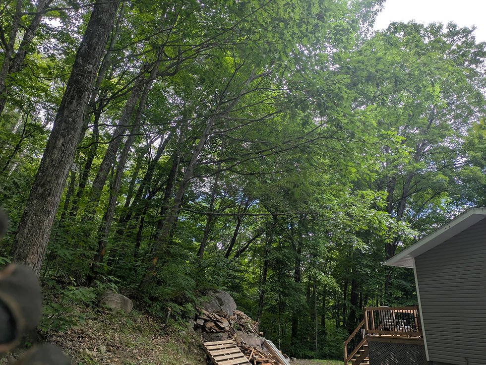 Arbres dangereux près d’une maison à Sainte-Émilie-de-l’Énergie, nécessitant un abattage préventif.