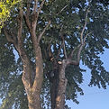 Émondage préventif d’un arbre mature à Sainte-Émélie-de-l’Énergie.