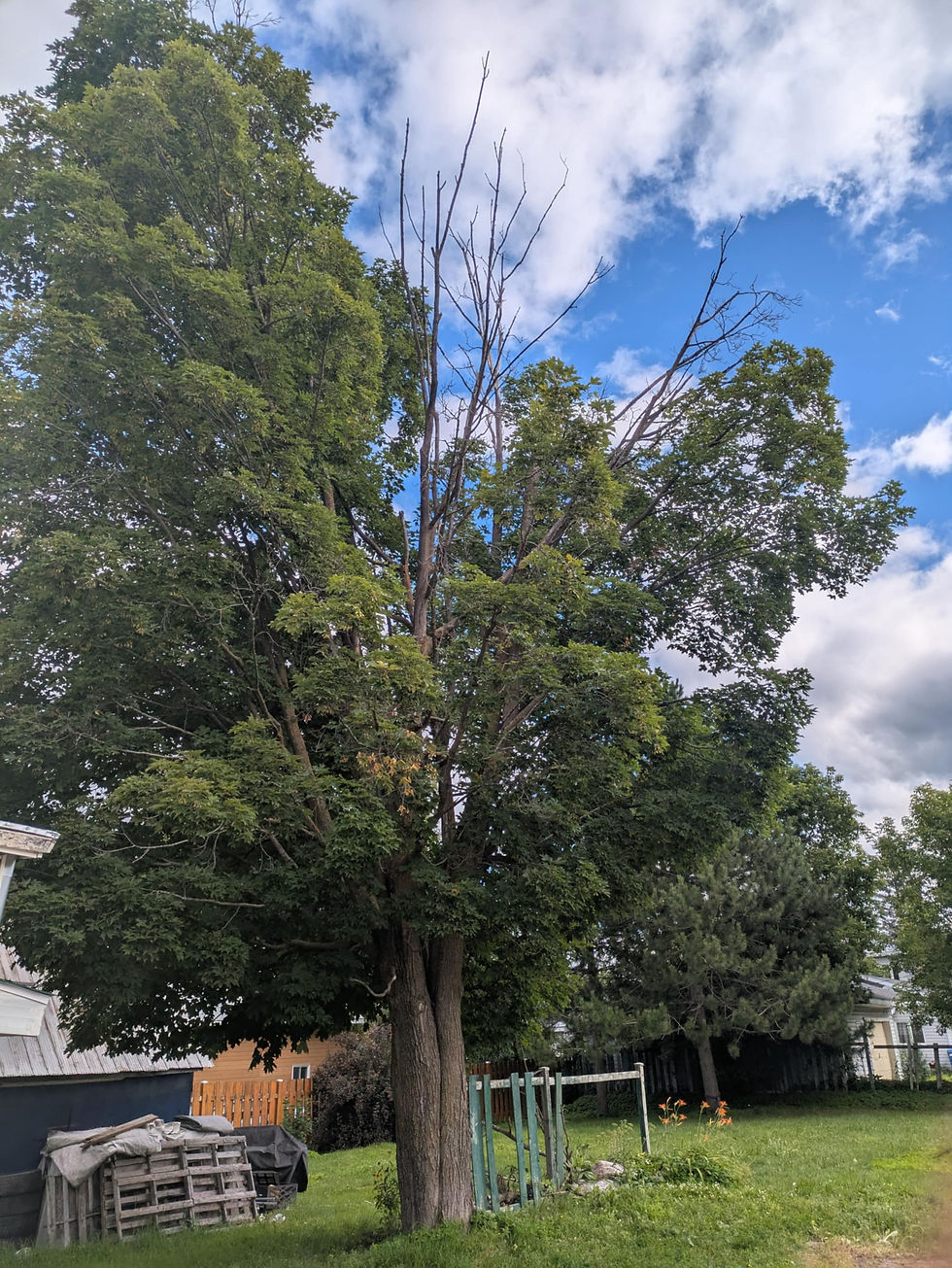 Émondage d’un arbre malade et dangereux à Rawdon