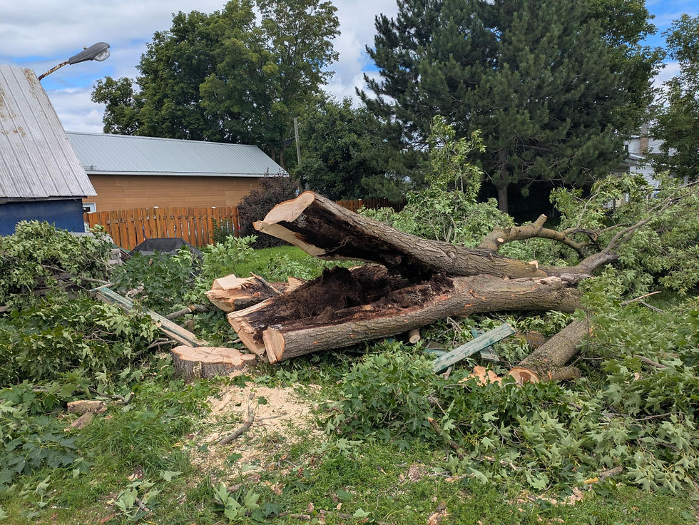 Abattage sécuritaire d’un arbre creux et malade à Sainte-Émilie-de-l’Énergie.