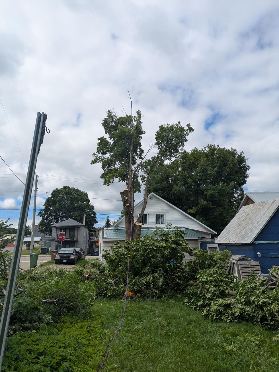 Abattage sécuritaire d’un arbre après intervention à Sainte-Émilie-de-l’Énergie.