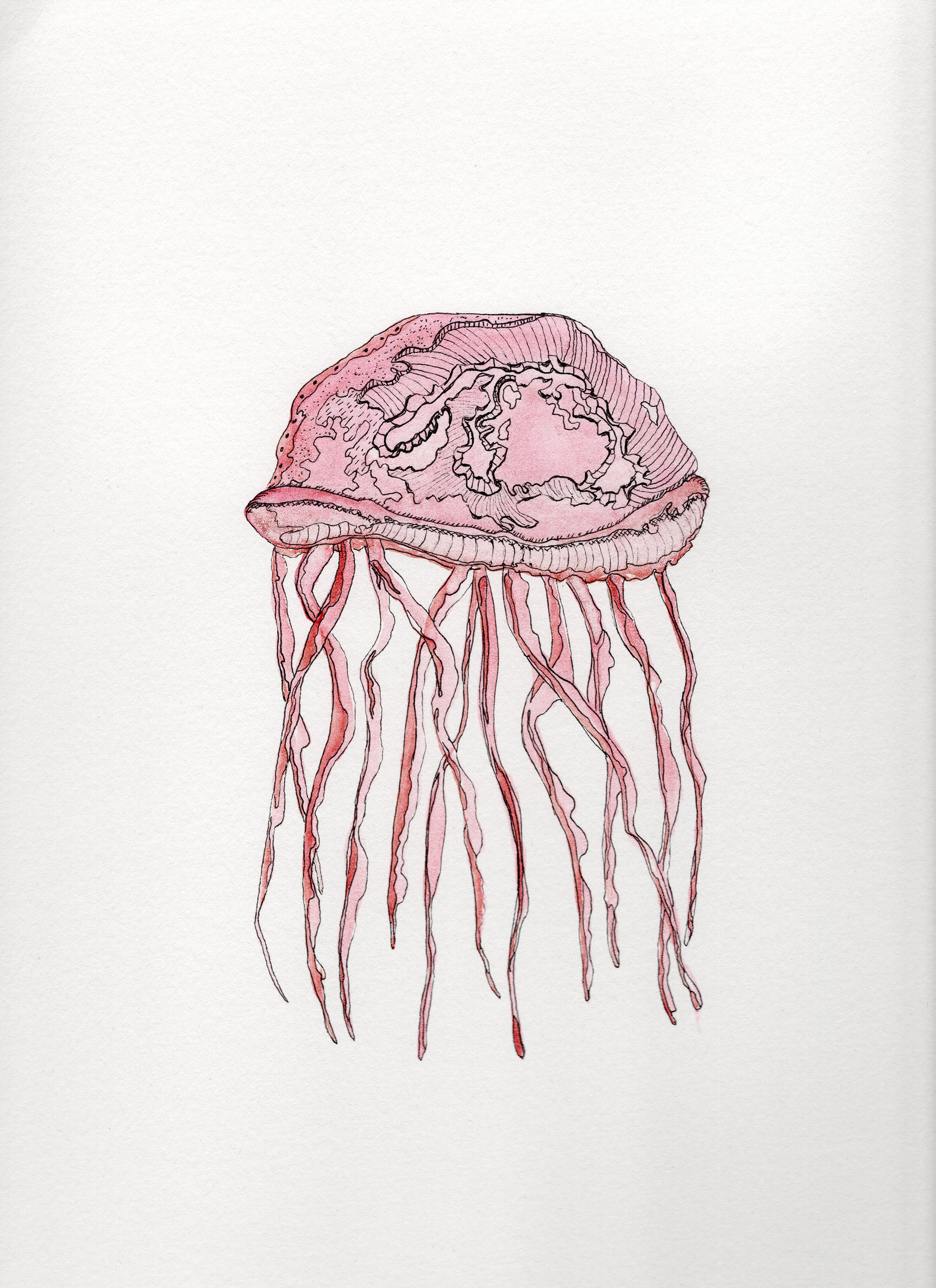 Pink jelly fish