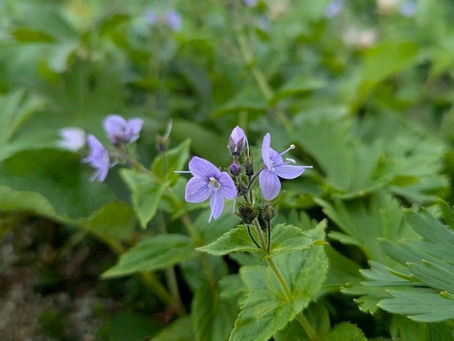 フラーレン_心癒される高山植物