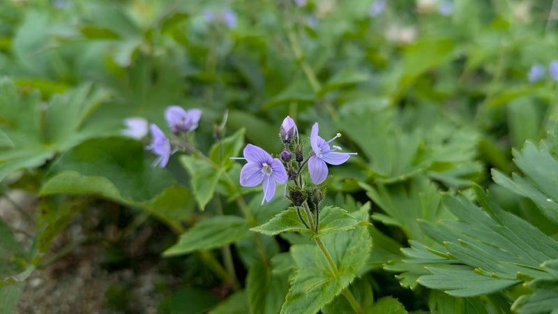フラーレン_心癒される高山植物