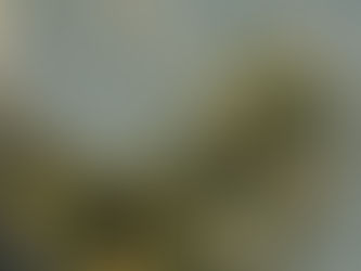 フワフワに癒やされる