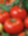 Purchased from Walmart, these Red Brandywine Tomatoes are sure to please.