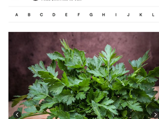 Plant Spotlight: Giant of Italy Parsley