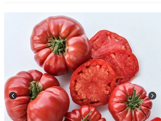 Plant Spotlight: Tomato German Pink