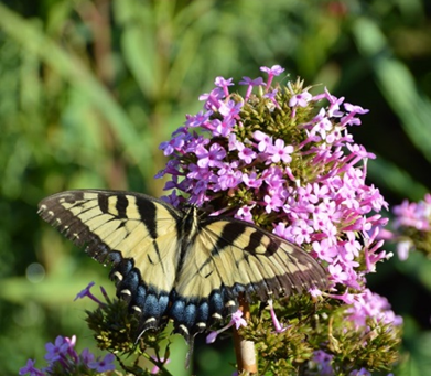 Natives for Your Garden by Nancy Arrington
