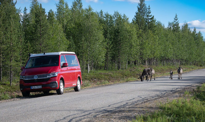 Rentiere auf der Straße in Finland hinter meinem VW-Bus