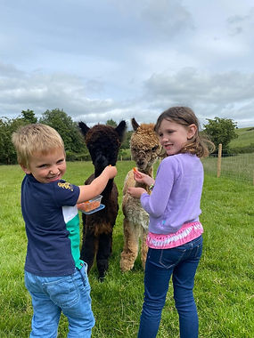Forest Alpacas - feeding time
