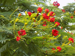 Krishnachura folwer