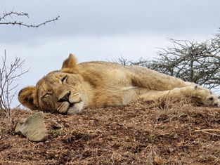 Why June Is Prime Safari Season in KwaZulu-Natal