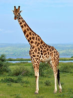Giraffe.jpeg