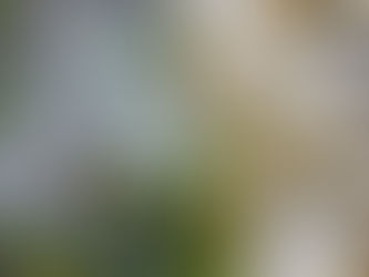 Ucluelet, Tofino, The Point Restaurant + Back to Ukee | Night 11