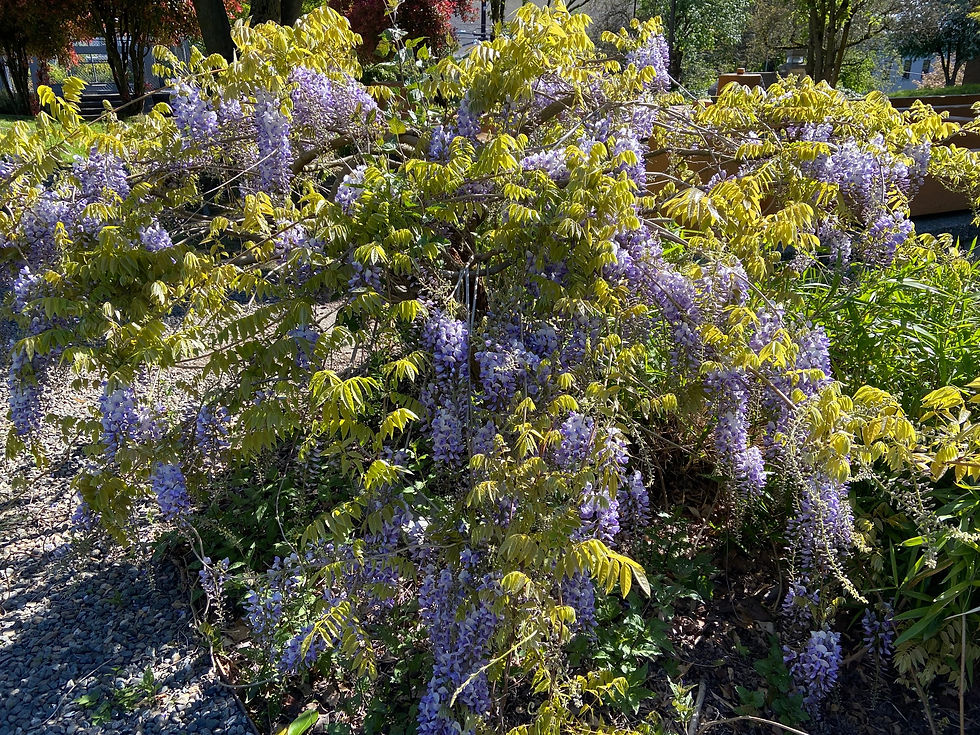 Wisteria in the park 051922.jpg
