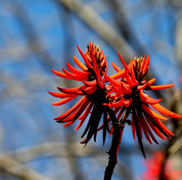 Mulungu - Pacificação