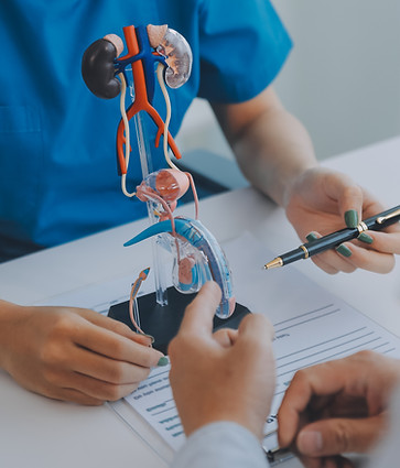 doctor-uses-anatomical-model-explain-male-urinary-system-model-labeled-with-parts-doctor-p