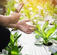farm-man-working-his-organic-lettuce-garden.jpg