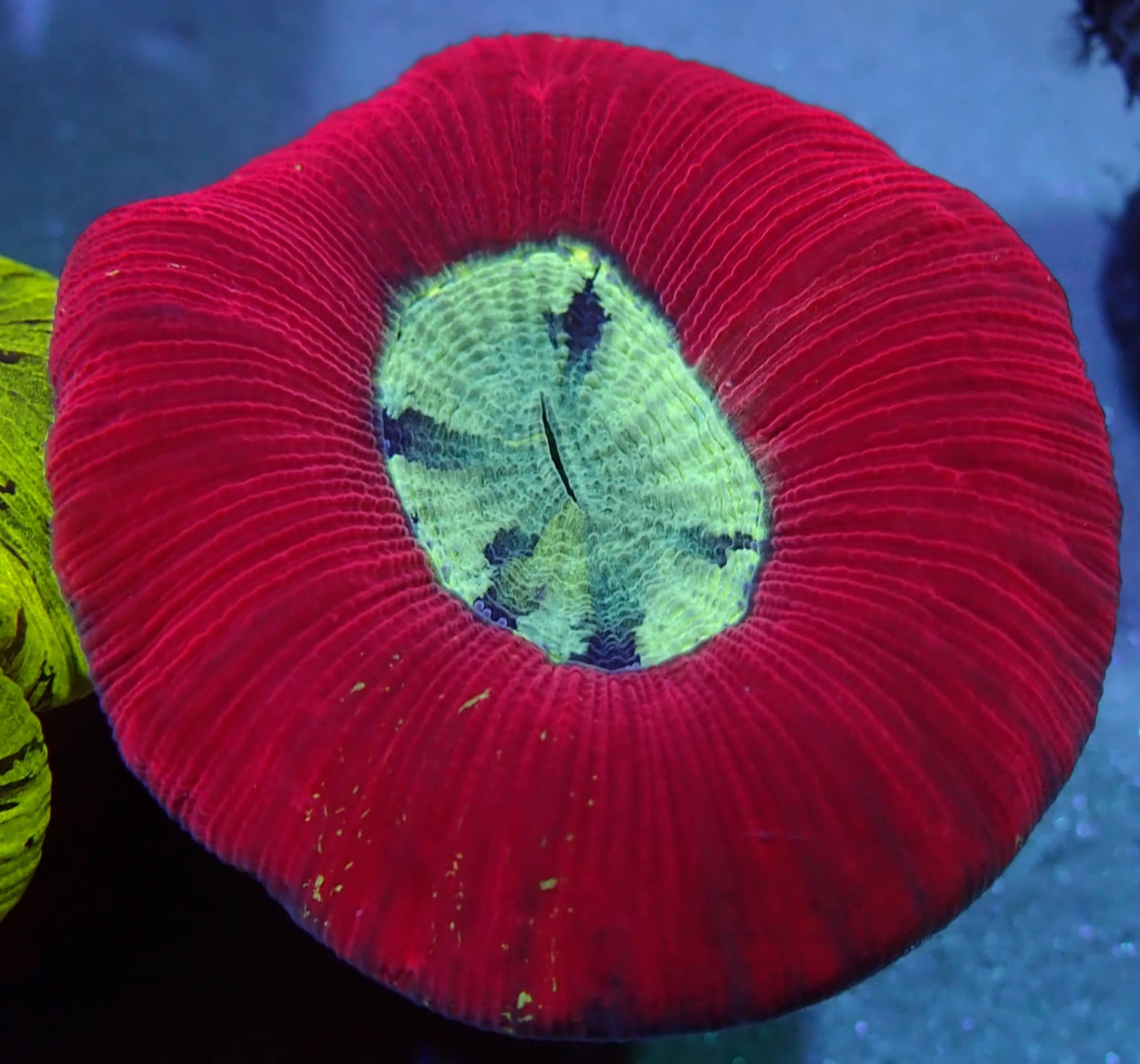 trachyphyllia tracky wysiwg