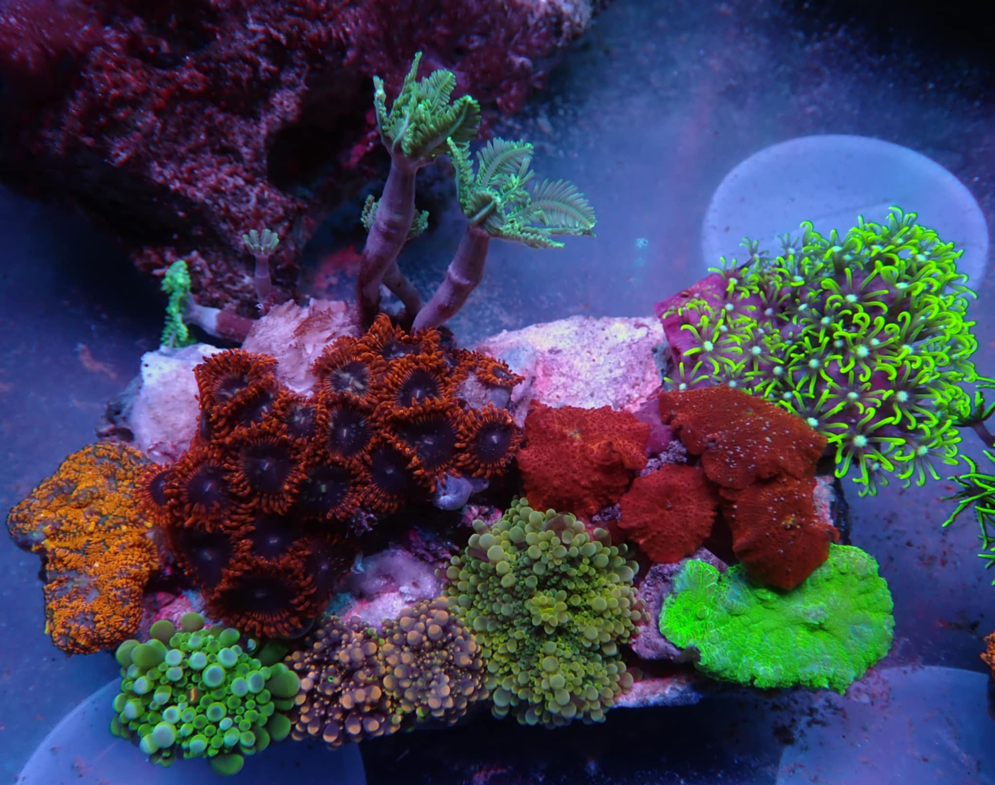 soft coral garden wysiwyg