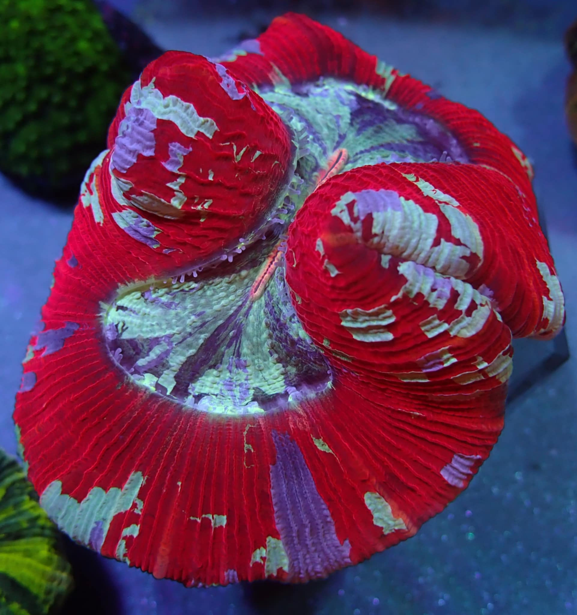 trachyphyllia tracky wysiwg