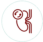 Renal (Kidney) Transplant.png
