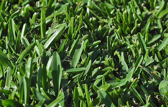 Landscaping near me