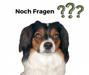 Noch Fragen? Ein Hund, tricolor, der einen fragend anschaut