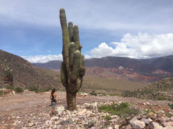 Cactus