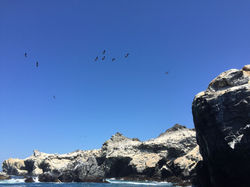 Colonie de Cormorans