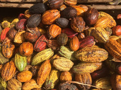Cacao