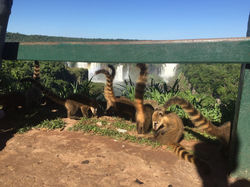 Famile_de_coatis_à_notre_arrivée_aux_chutes