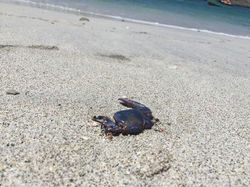 Crabe bleu