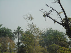 Nombreux oiseaux