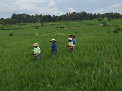 Rizières à Ubud