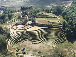 Rizières_en_terraces