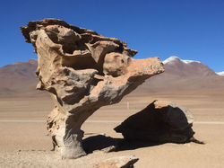 Arbol de Pietra