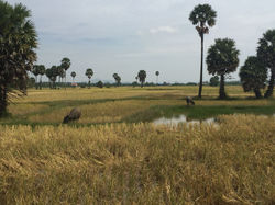 Campagne de Kampot