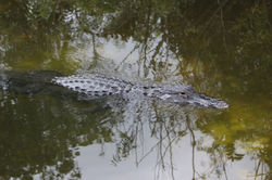 Alligator