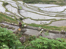 Travail_dans_les_rizières