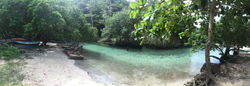 Mangrove