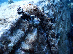 Vers de mer