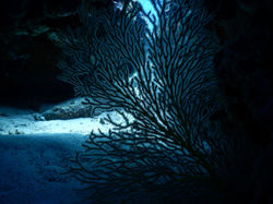 Univers sous marin