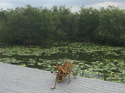 Point de vue sur les Mangroves