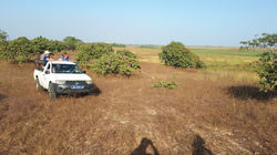Savane Sénégalaise