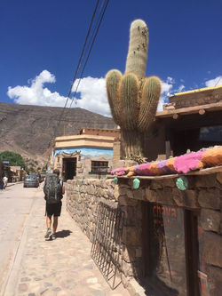 Le cactus me fait il un ......