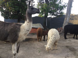 Lamas et Alpagas